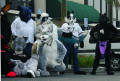 califur furry fursuit