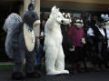 califur furry fursuit